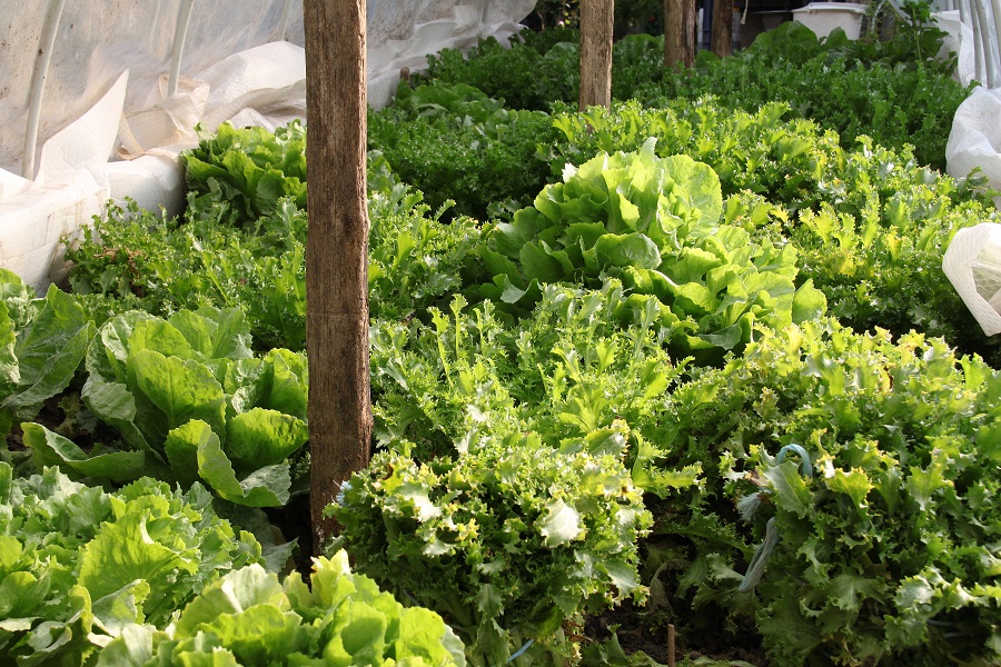 Quelles salades d'hiver semer
